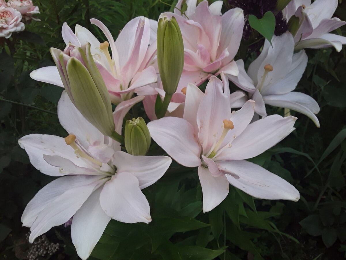 Лилия азиатская, сорт Bentley