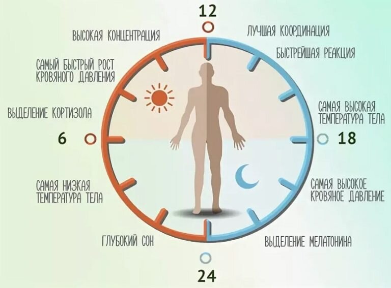 Рисунок из интернета: https://kost-shirokaya.ru 