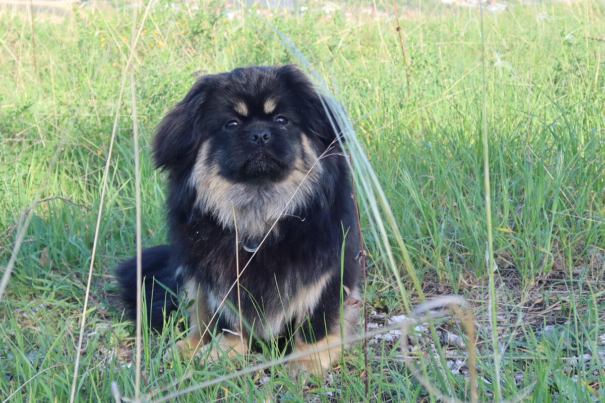 Иногда Блэки бывает серьезным...