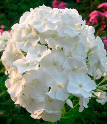 Флокс метельчатый Панама