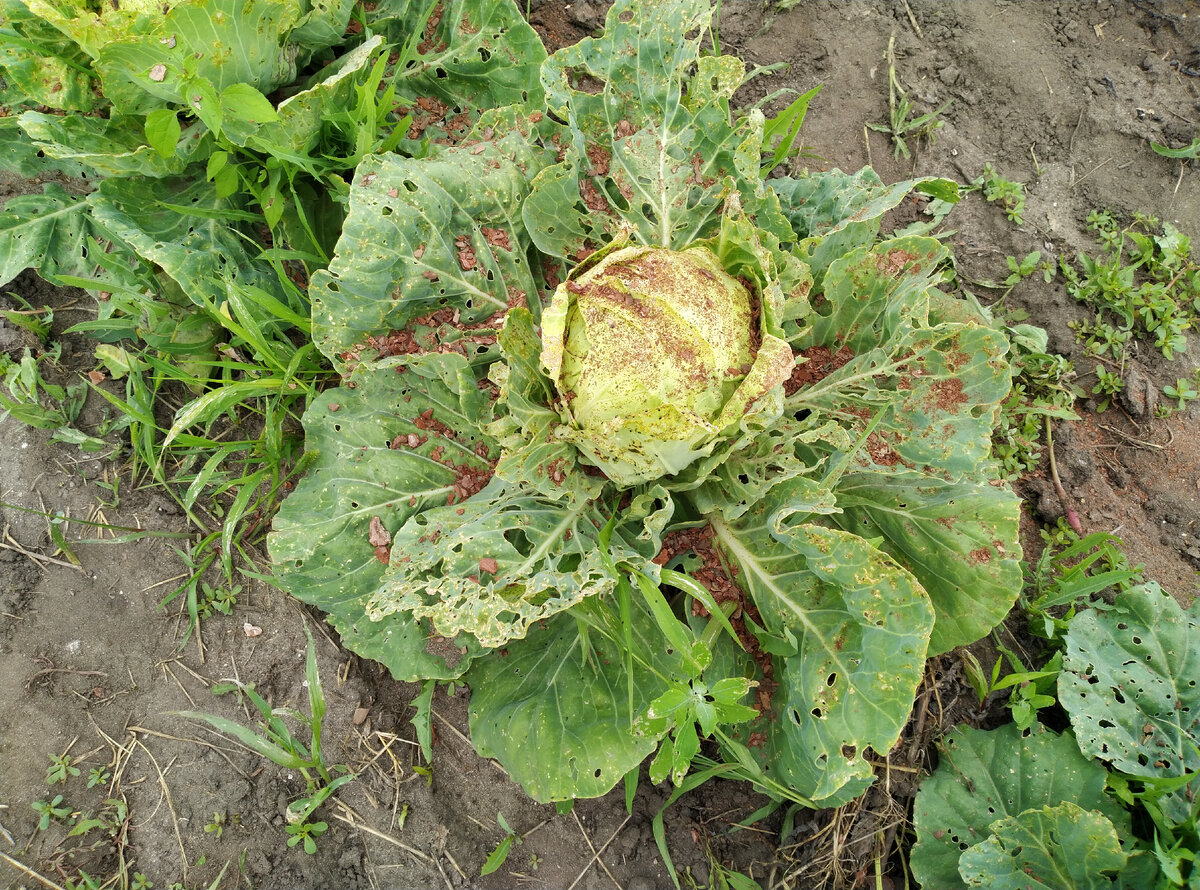 Этот качанчик скоро на стол пойдет.. Если доживет...