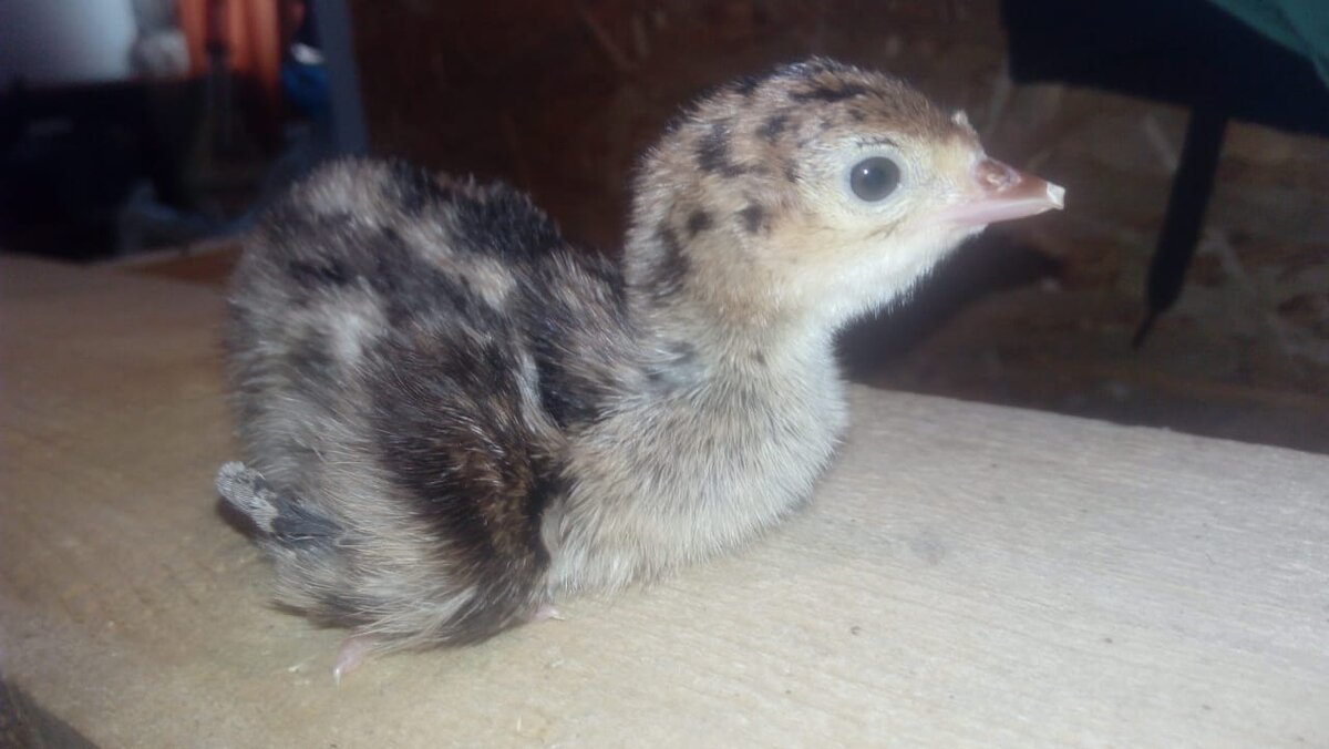 Суточный индюшоное