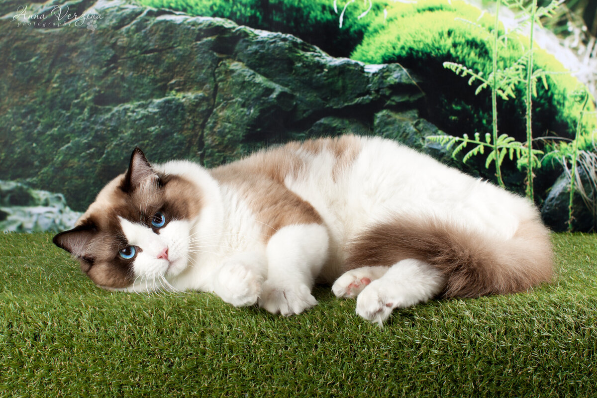 Кот рэгдолл окраса сил биколор My buterrfly Jan