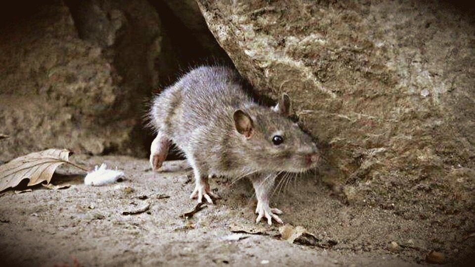  Ощутила себя крысой из канализации,еще и на которой ставят опыты