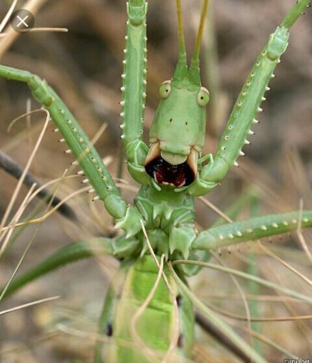 Одна из причин отсутствия самцов у этого вида)) http://macroid.ru