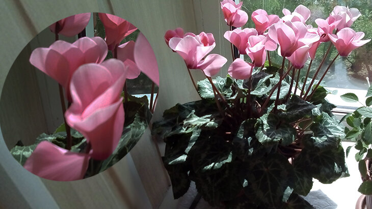 Цветущий цикламен