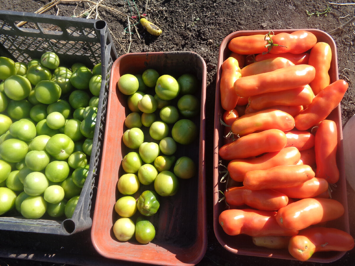 Хранение помидоров. Хранение помидоров и огурцов. Огурцы в холодильнике. Хранить помидоры в холодильнике. Хранение свежих овощей в холодильнике.