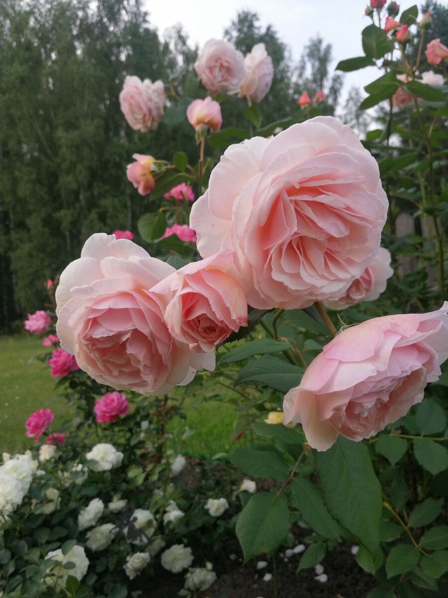 Подготовка роз к зиме: