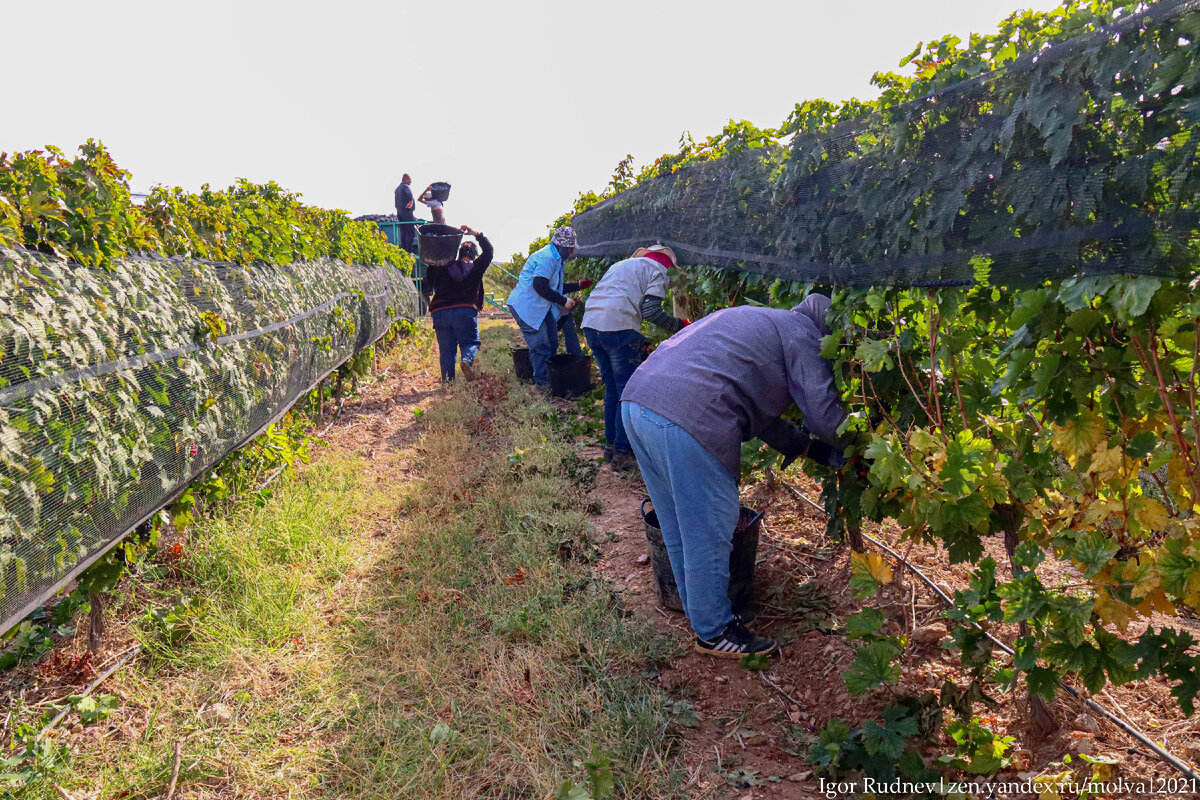 Любое вино начинается со сбора винограда. Игристые вина – не исключение