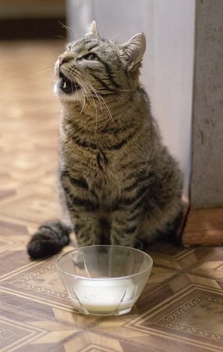 Да, кошки иногда игнорируют указания ученых, что фермент лактаза (нужный для усвоения молочного сахара) только у человека вырабатывается. Пьют его и ДОВОЛЬНЫ. Никакой диареи.