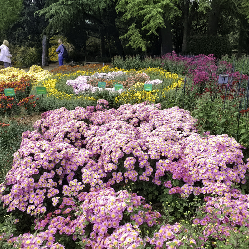 На площадках Сада цветут  около 500 сортов хризантем