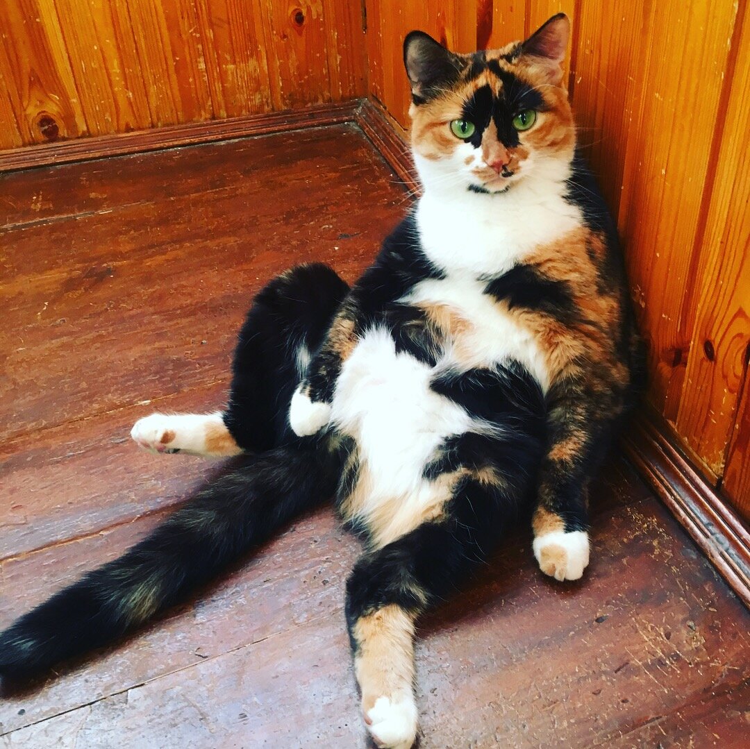 Это Петрович