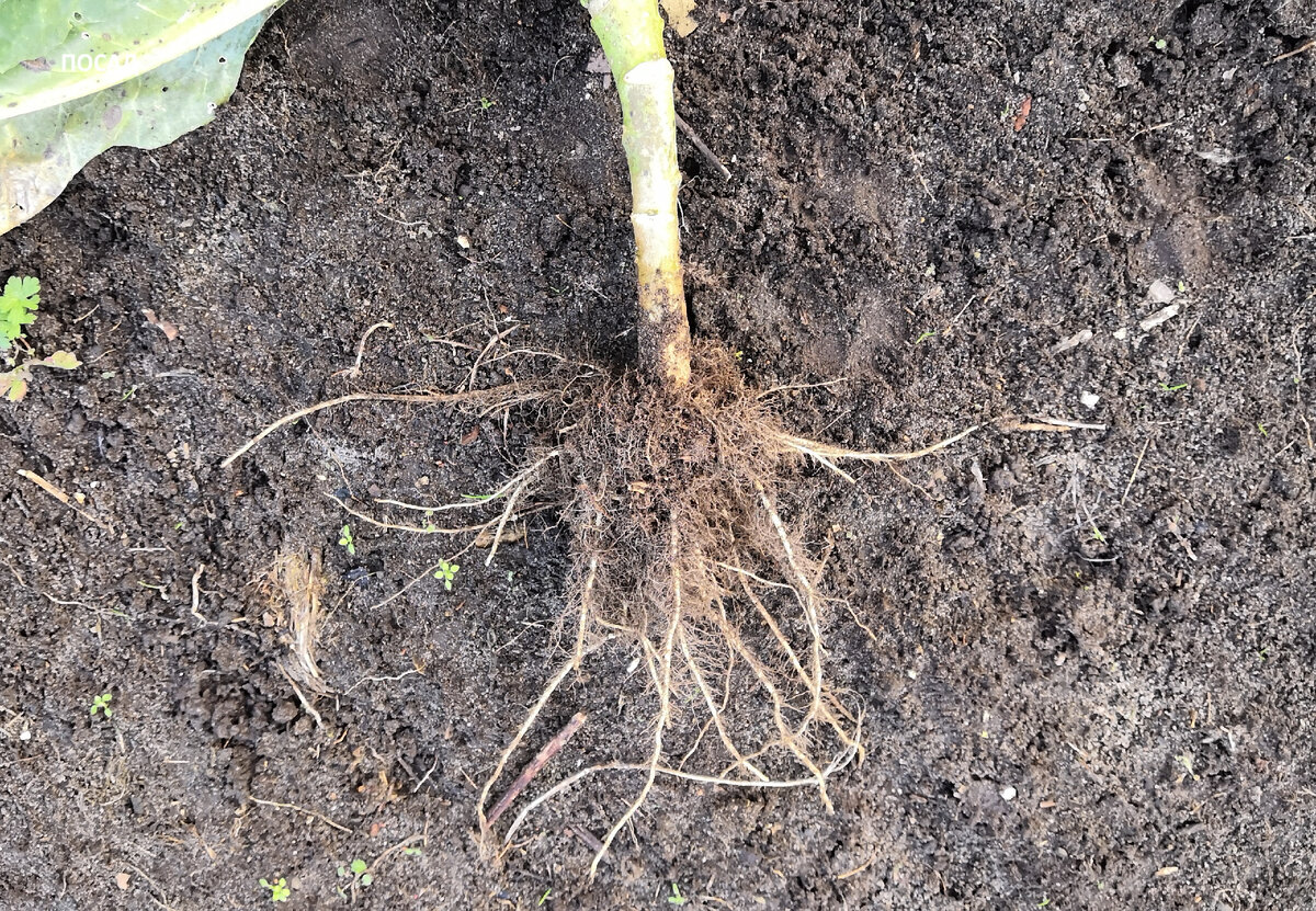 Кочерыжки не грызут даже мыши (по крайней мере у нас кочерыжки, оставленные в грядках остаются до весны нетронутыми).