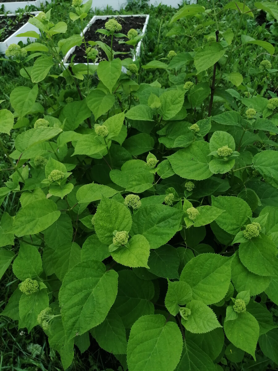 Гортензия древовидная.                       =   ЛИСТАТЬ   =