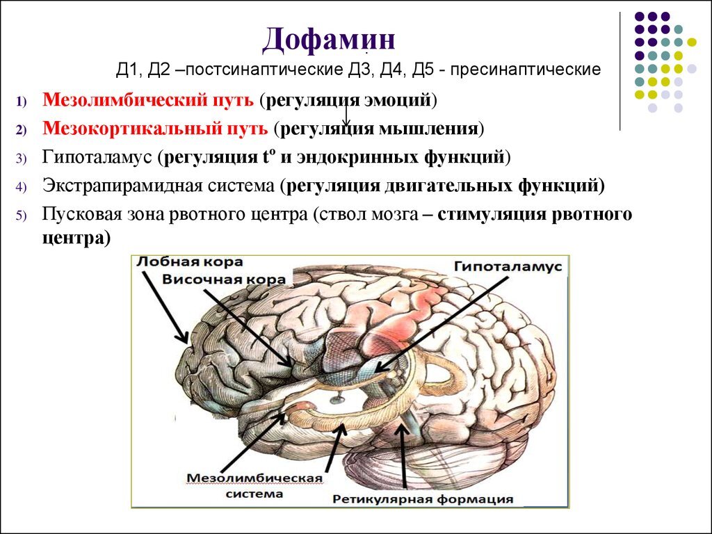 Рвотный рефлекс мозг. Дофаминергическая система головного мозга. Мезолимбический путь дофамина. Дофаминергическая система ствола мозга. Дофаминовые рецепторы головного мозга.