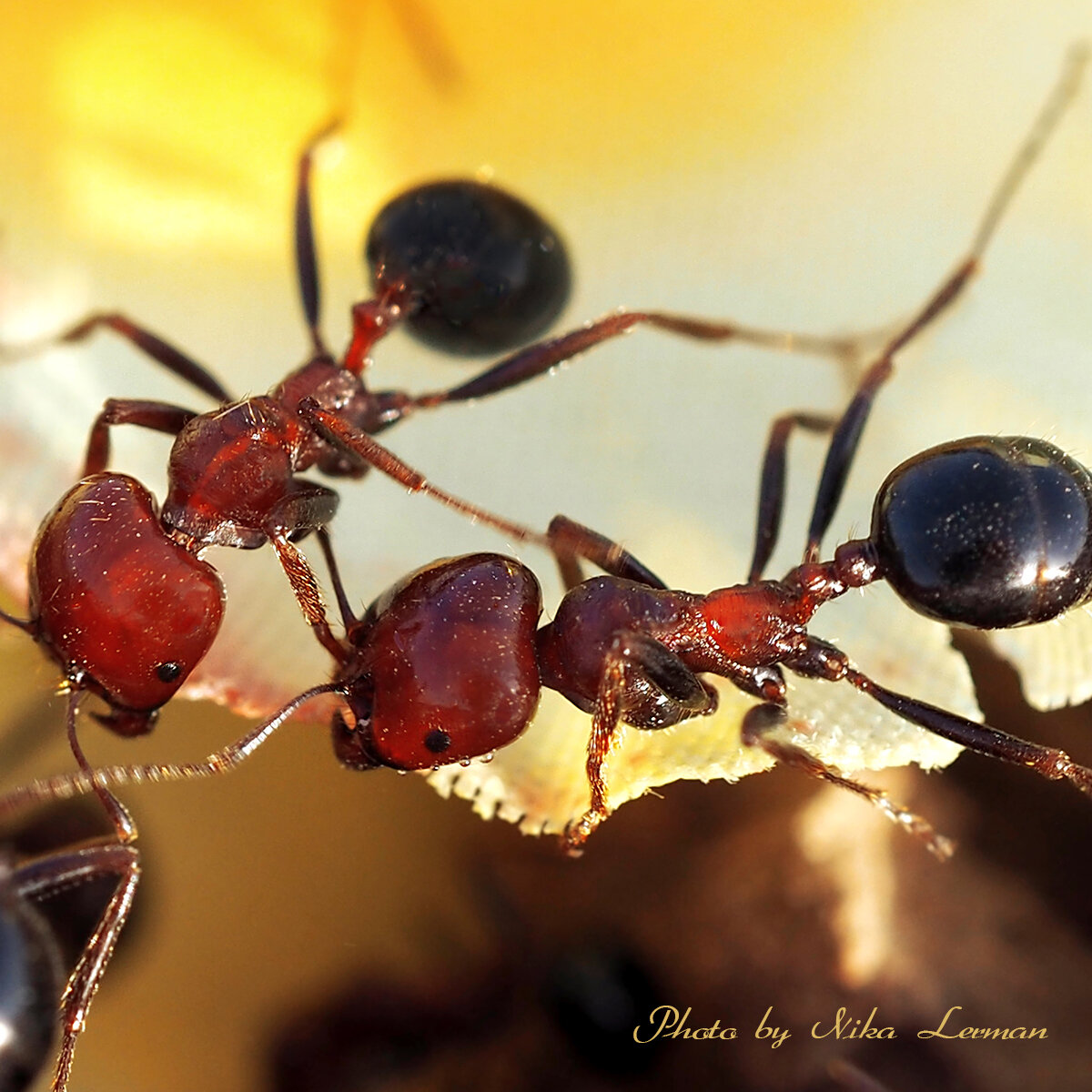 Фото автора