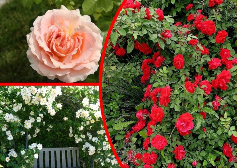 Плетистые розы