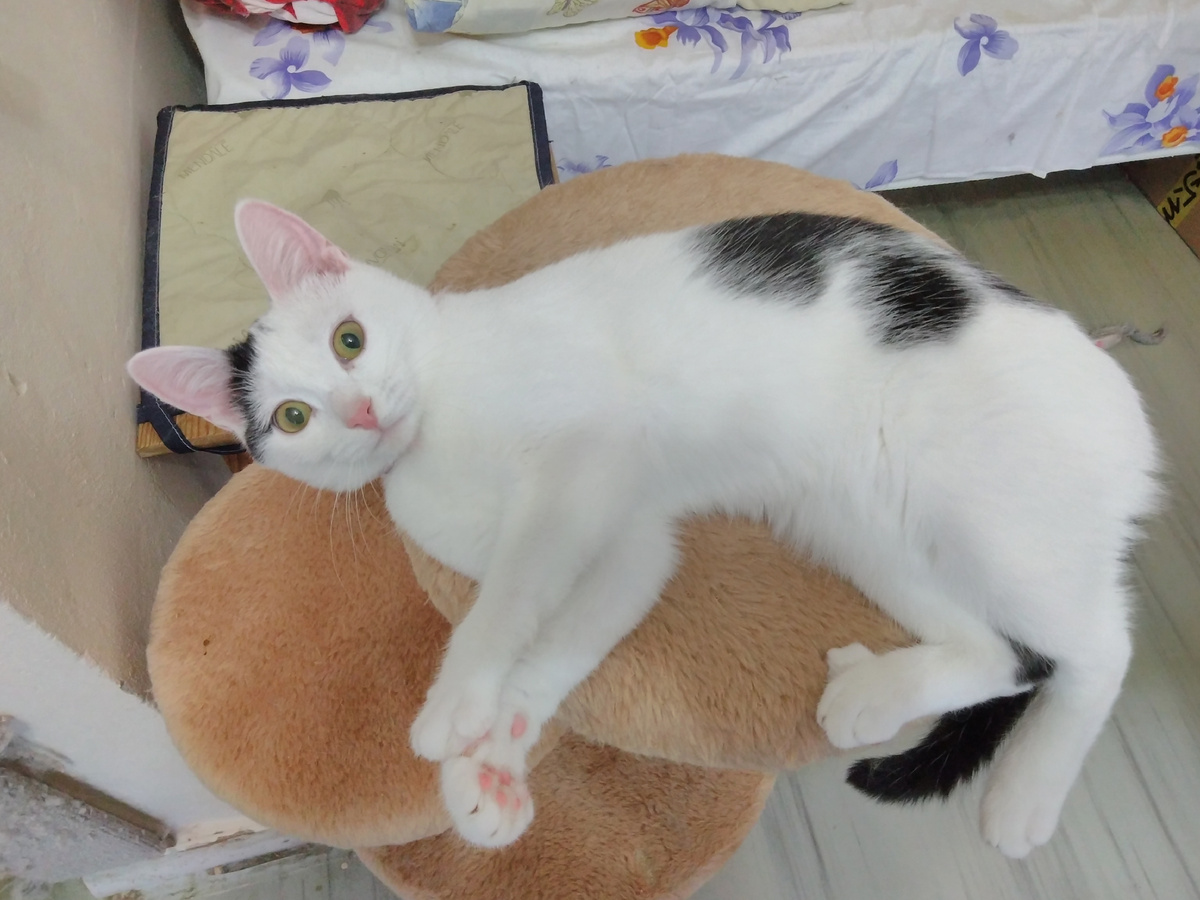 Блошка хочет  кушать, но нельзя... Пока, нельзя.