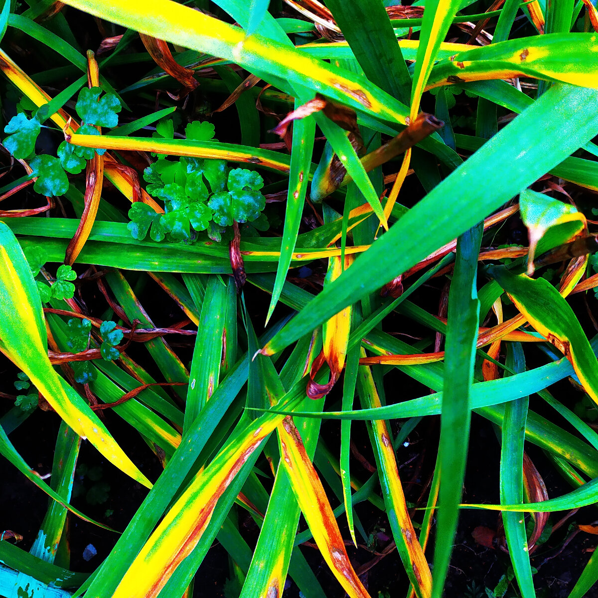 Один из осенних кадров, что я снял на свой Xiaomi. В жизни бы я и не разглядел этого буйства красок, не настроив камеру правильно.