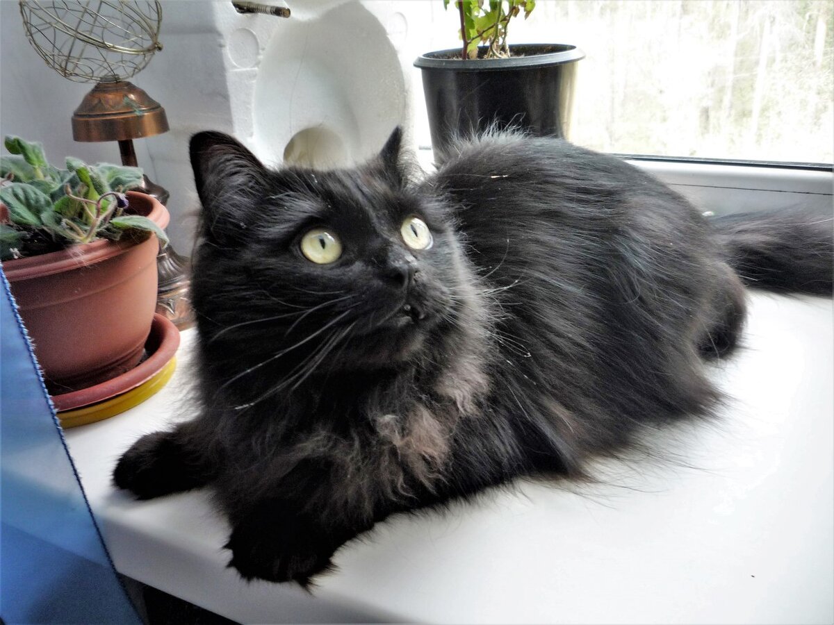 Мой кот Джаз. Теперь живет у мамы дома. Фото автора