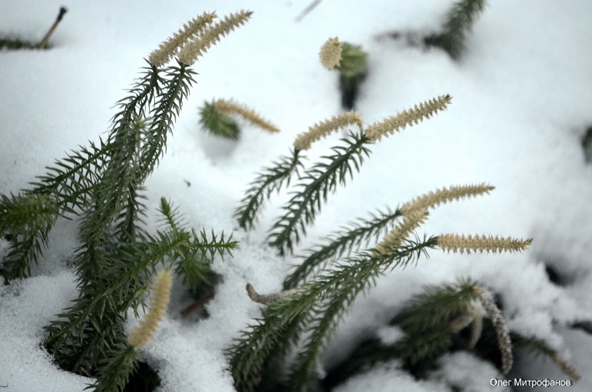 стебли плауна