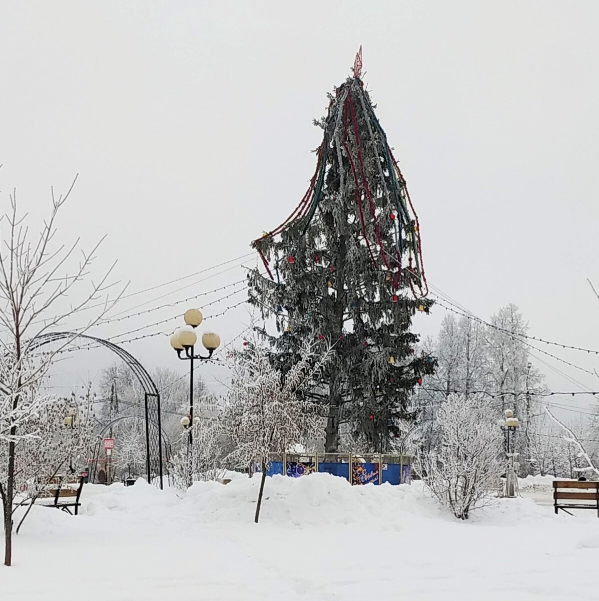 елка в г. Кольчугино Владимирская область (фото автора)
