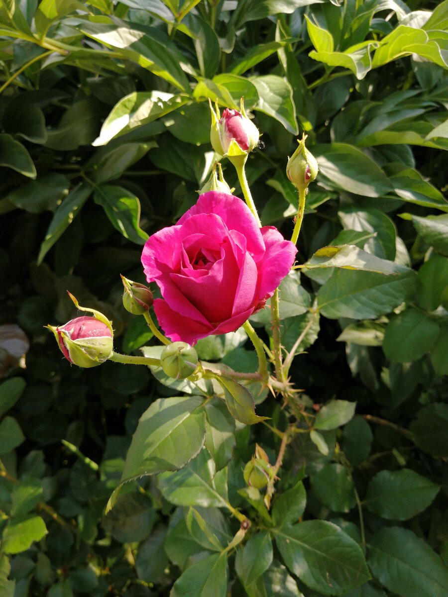 Кисть  розы Манстед Вуд. Фото автора. 