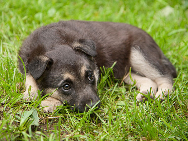 Фото щенка из объявления по пристрою 2019 года. Очень надеюсь, что у него есть новый дом и любящие хозяева