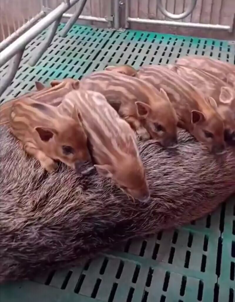 Купить поросят просто. А как правильно выбрать поросенка?