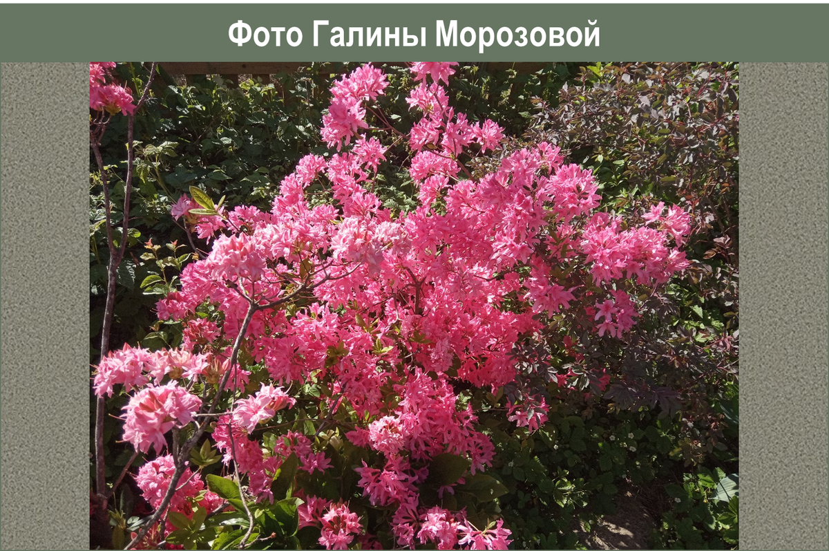 "Rosy Lights", сад и фото Галины Морозовой. Ветка слева - отцветает "Homebush". Санкт-Петербург
