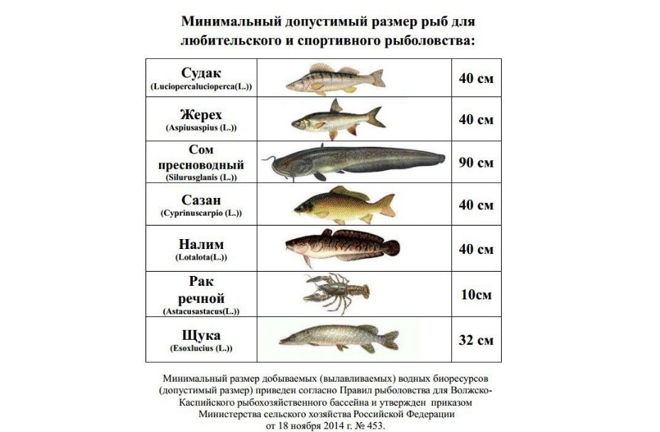 Какой должна быть рыба. Минимальный размер рыбы разрешенный к вылову. Таблица размеров допустимый пойманной рыбы. Таблица вылова рыбы таблица вылова рыбы. Таблица размеров рыбы разрешённых к вылову.