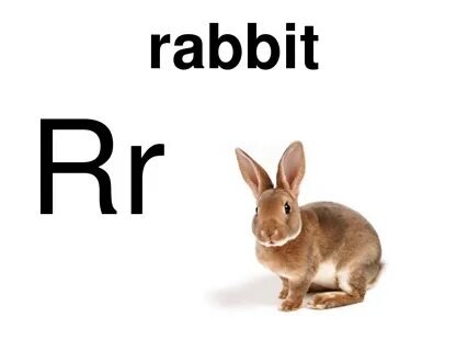 Как будет на английский ваш зайчик. Кролик живой. Кролик по английски. Слово кролик на английском. Rabbit карточка.