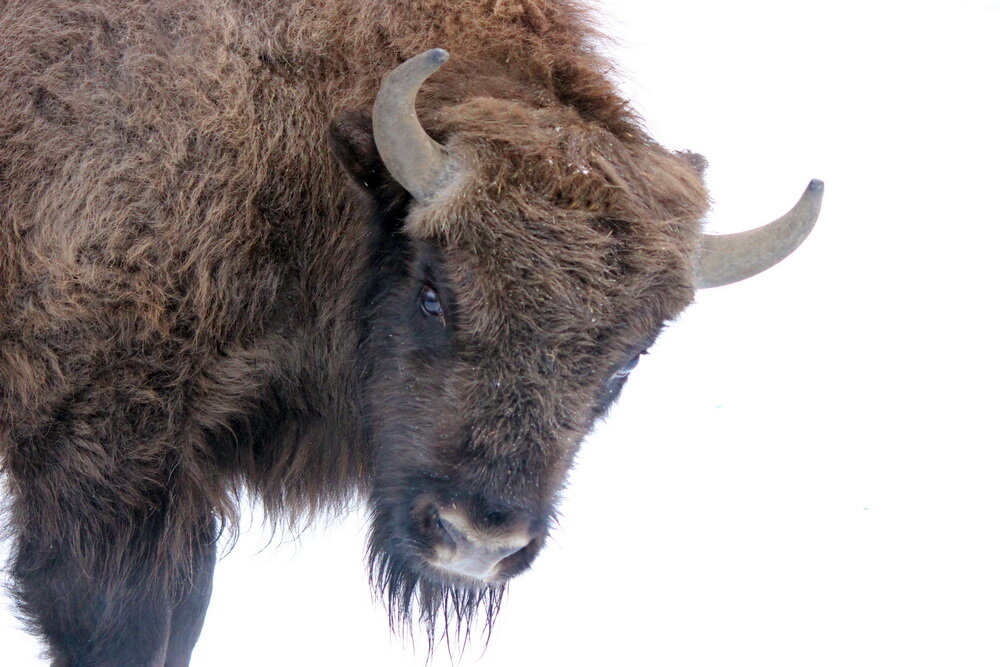 С утра зоопарк доставляет. Новый житель – зубр по имени Ярик – приехал в нижегородский зоопарк «Лимпопо». Полуторогодовалый бык прибыл в Нижний Новгород из Парка копытных ярославского зоопарка. Дорогу животное перенесло хорошо. На всем пути следования Ярика сопровождали ветеринарные специалисты, которые контролировали его состояние. - Мы уверены, что на новом месте Ярику будет хорошо. Бык молодой, активный, его впереди ждет долгая жизнь. А мы со своей стороны сделаем все возможное, чтобы жизнь его была не только долгая, но и счастливая, - сообщил генеральный директор нижегородского зоопарка «Лимпопо» Владимир Герасичкин.
По прибытии в зоопарк Ярик спокойно покинул транспортное средство и зашел в карантинное помещение, где он будет находиться ближайший месяц. Сейчас у зубра наблюдается хороший аппетит, животное активно и с интересом изучает новое место.