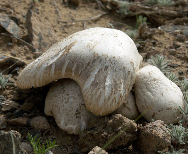 фото из интернета.