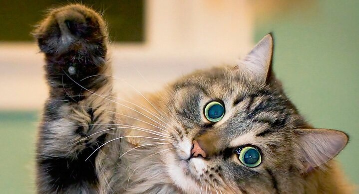 Источник: https://goo.su/OzoSqhi