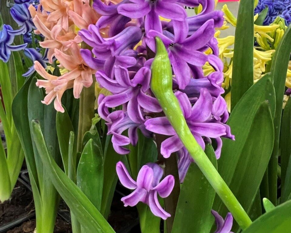 У Гиацинтов богатая палитра