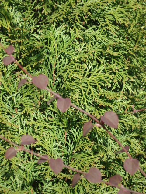 Веточки багряника на фоне туи Смарагд. Фото автора