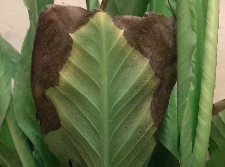 Почему у спатифиллума чернеют и сохнут листья
