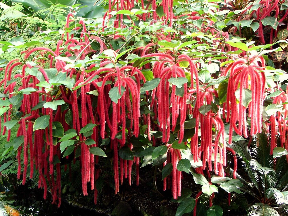 А это, ребята,  акалифа. Такие цветы