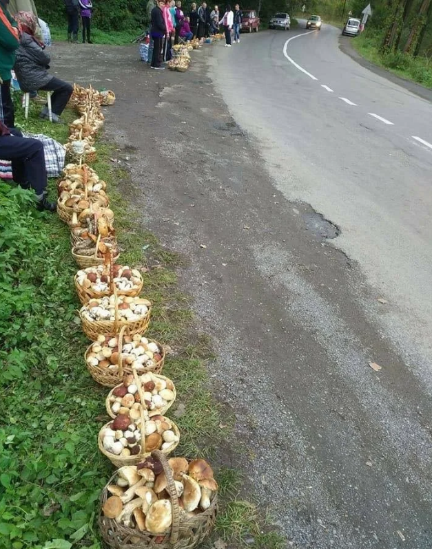 Грибы вдоль дороги. Грибы возле дороги. Грибы у дороги. Продают грибы на трассе.