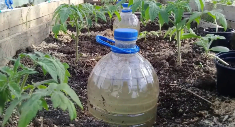 Капельный полив комнатных растений из пластиковых бутылок
