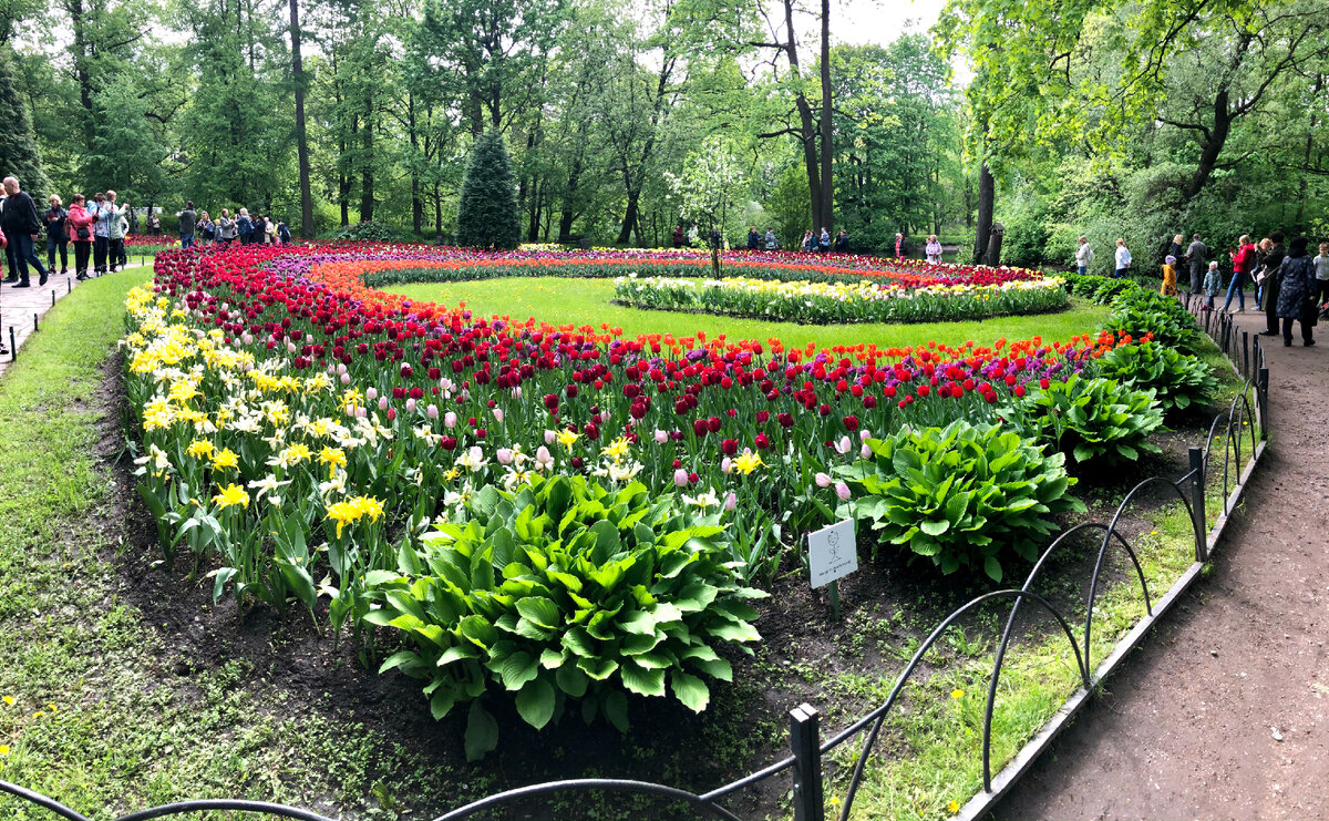 Фестиваль тюльпанов на Елагином острове. Фото из личного архива, май 2021