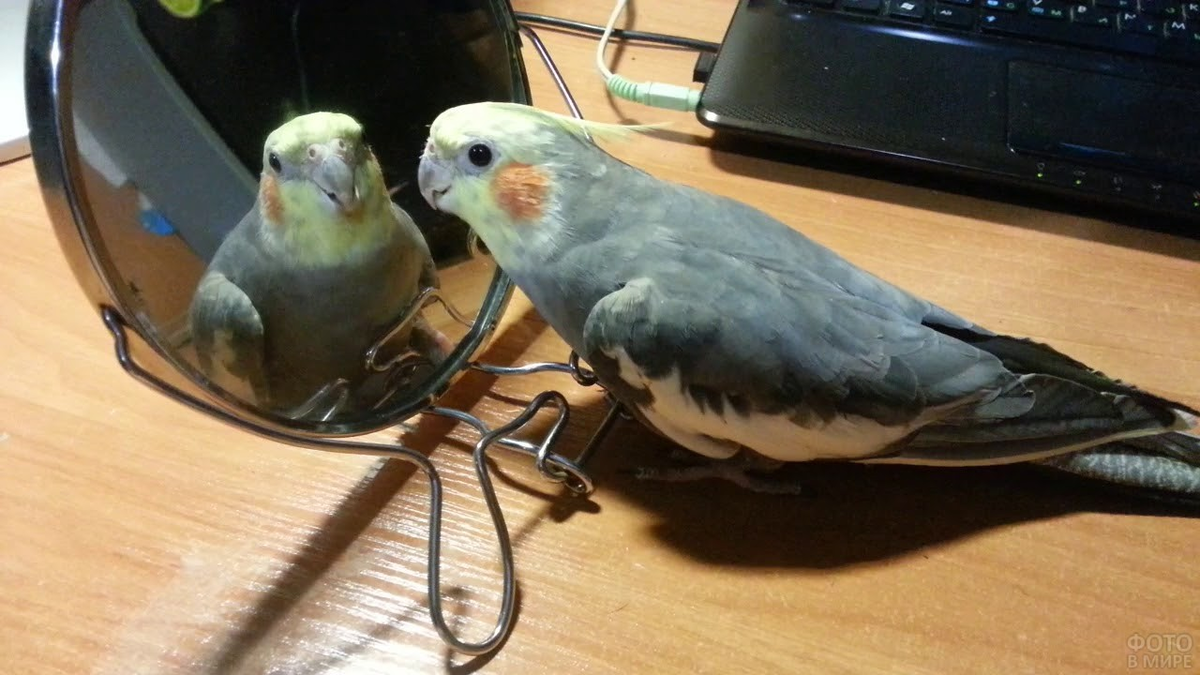 Нифига, а что это за красавчик напротив? 