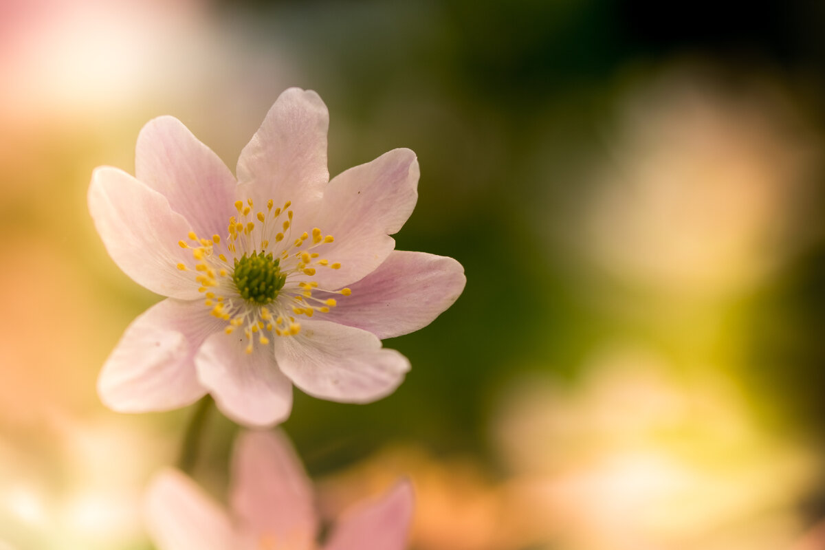 Убегая от весны: самое важное об аллергии на цветение