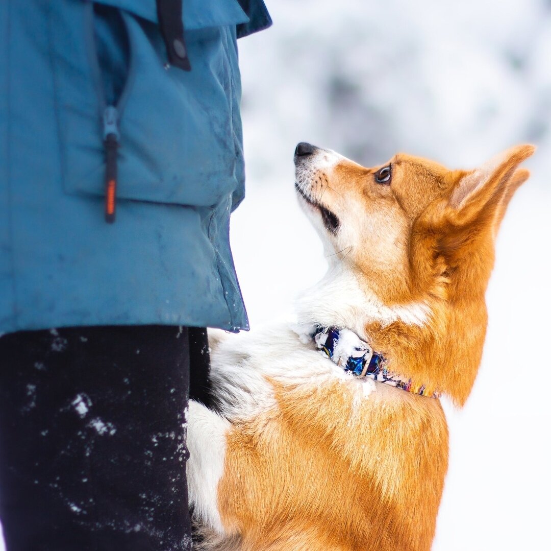 Что хочет собака?