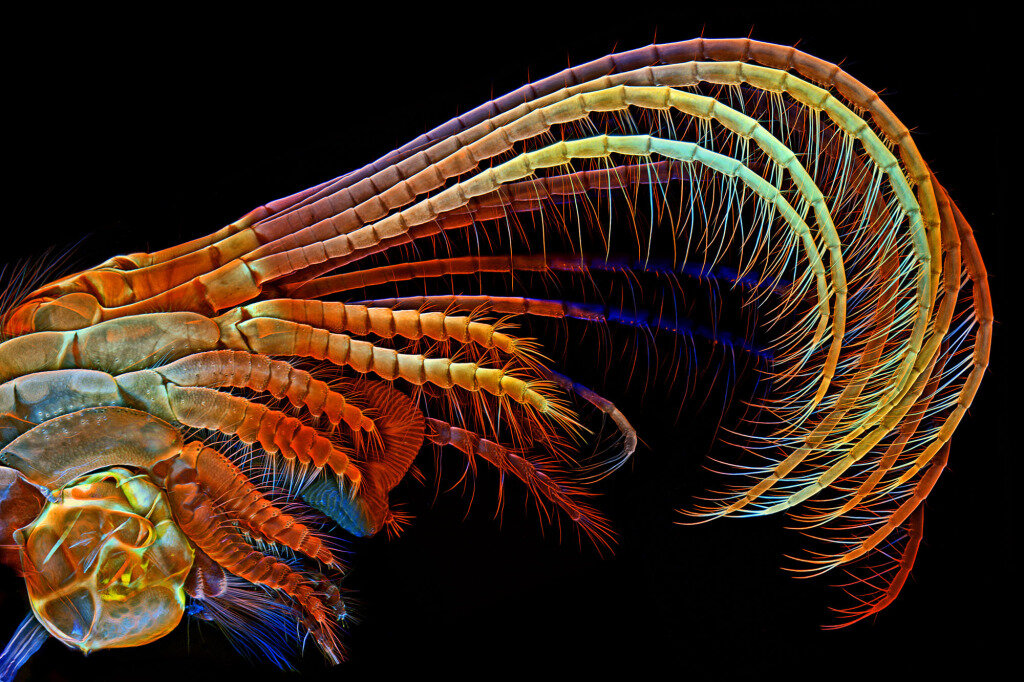 Microsculpture from Levon Biss on Vimeo.