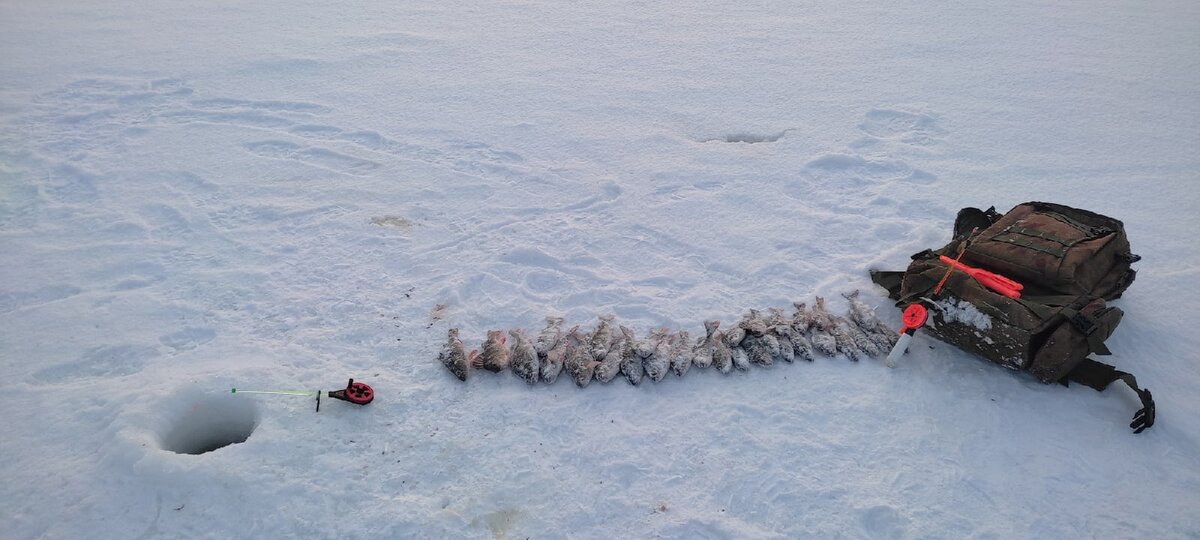 Вот мой улов! Окунь конечно не Сибири, но я очень рад. В этот день рыба активничала, но на постоянную игру кивком и мормышкой. На стоячую была единственная поклёвка и то я её проспал. Для снаряжении своей удочки использую леску 0.2 мм толщиной и привязал 2 мормышки тёмных.