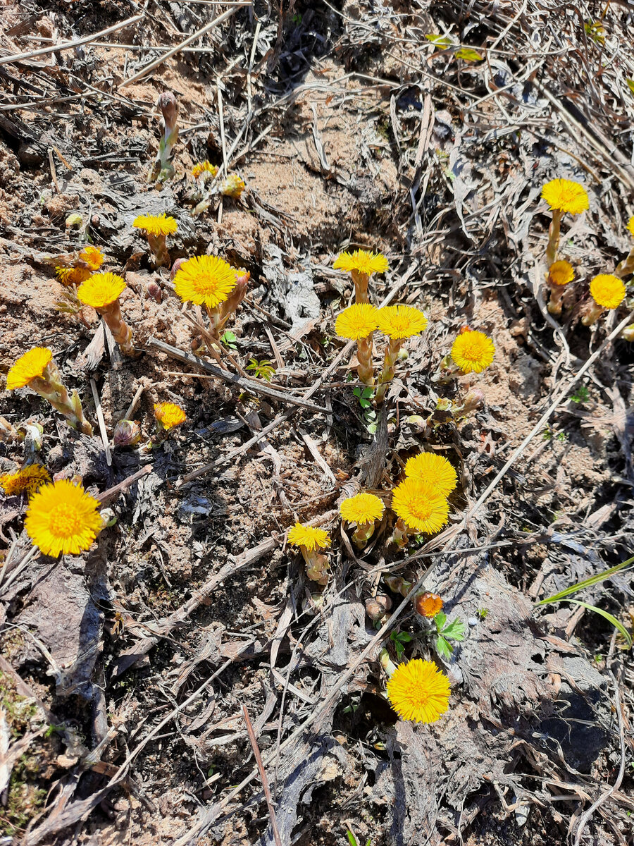 Полянка маленьких солнышек.
Фото автора.