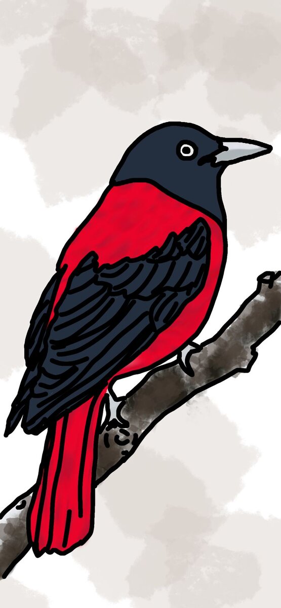 Эта красивая ярко-красная  птица издали бросается в глаза своим сказочным оперением.