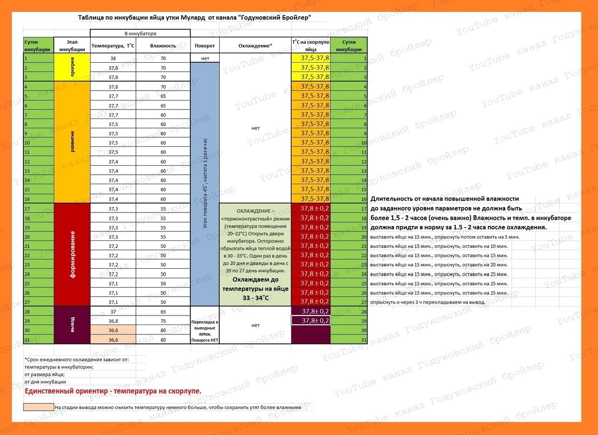 План инкубации утиных яиц таблица - 90 фото